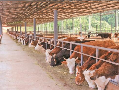 養(yǎng)殖場(chǎng)除臭不用擔(dān)心，微菌環(huán)境很在行