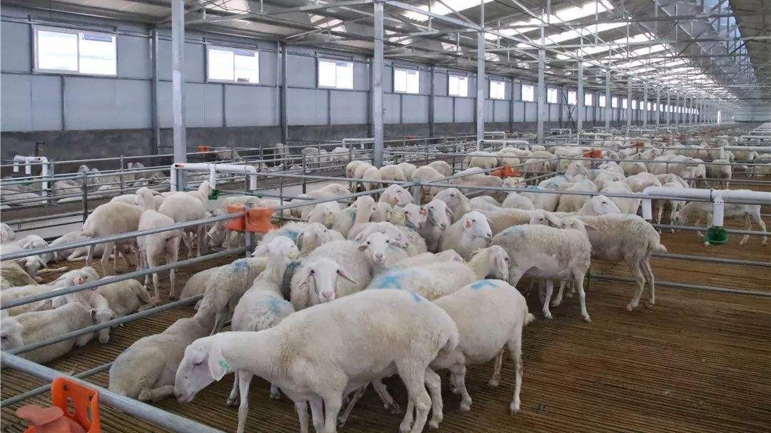 微菌環(huán)境攜手梭梭拉達(dá)種養(yǎng)殖舍，解決養(yǎng)殖舍除臭大難題